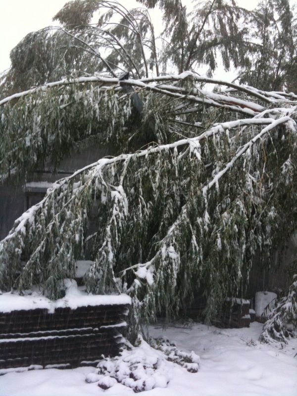 willow falling into the greenhouse