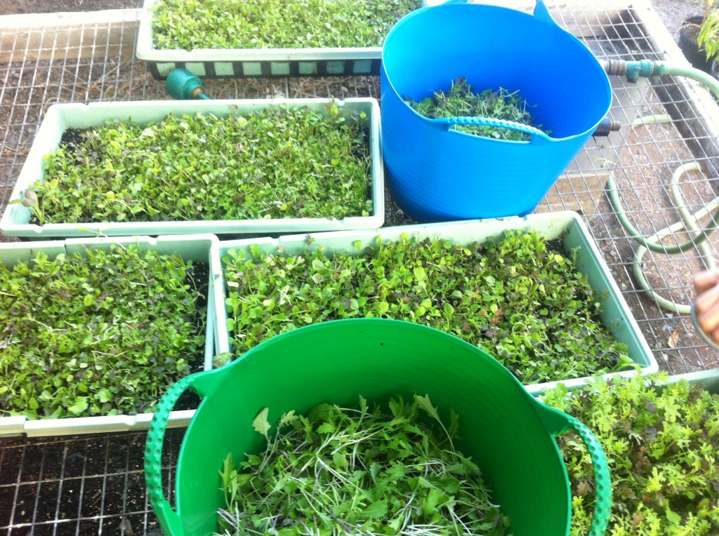 microgreenmix_2